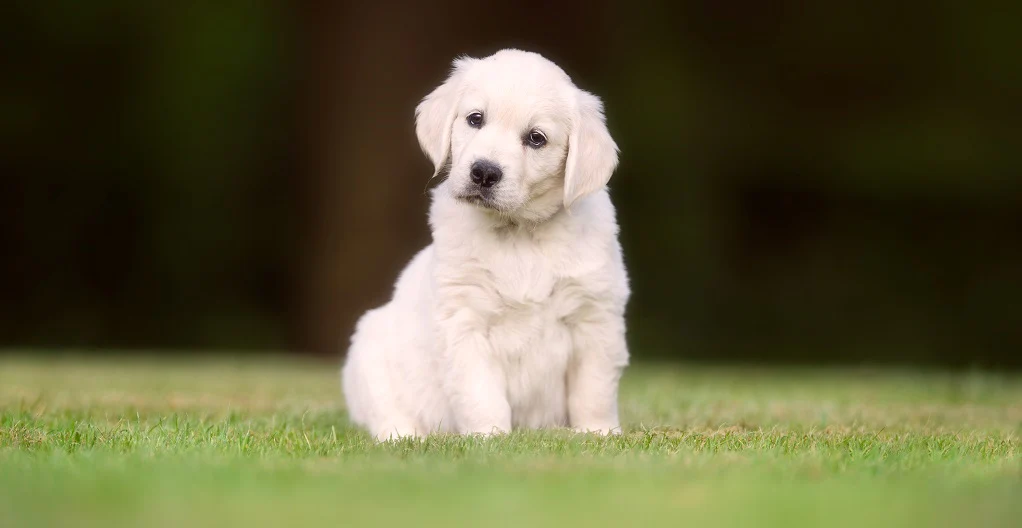 Front Page -Omlet Shop 64