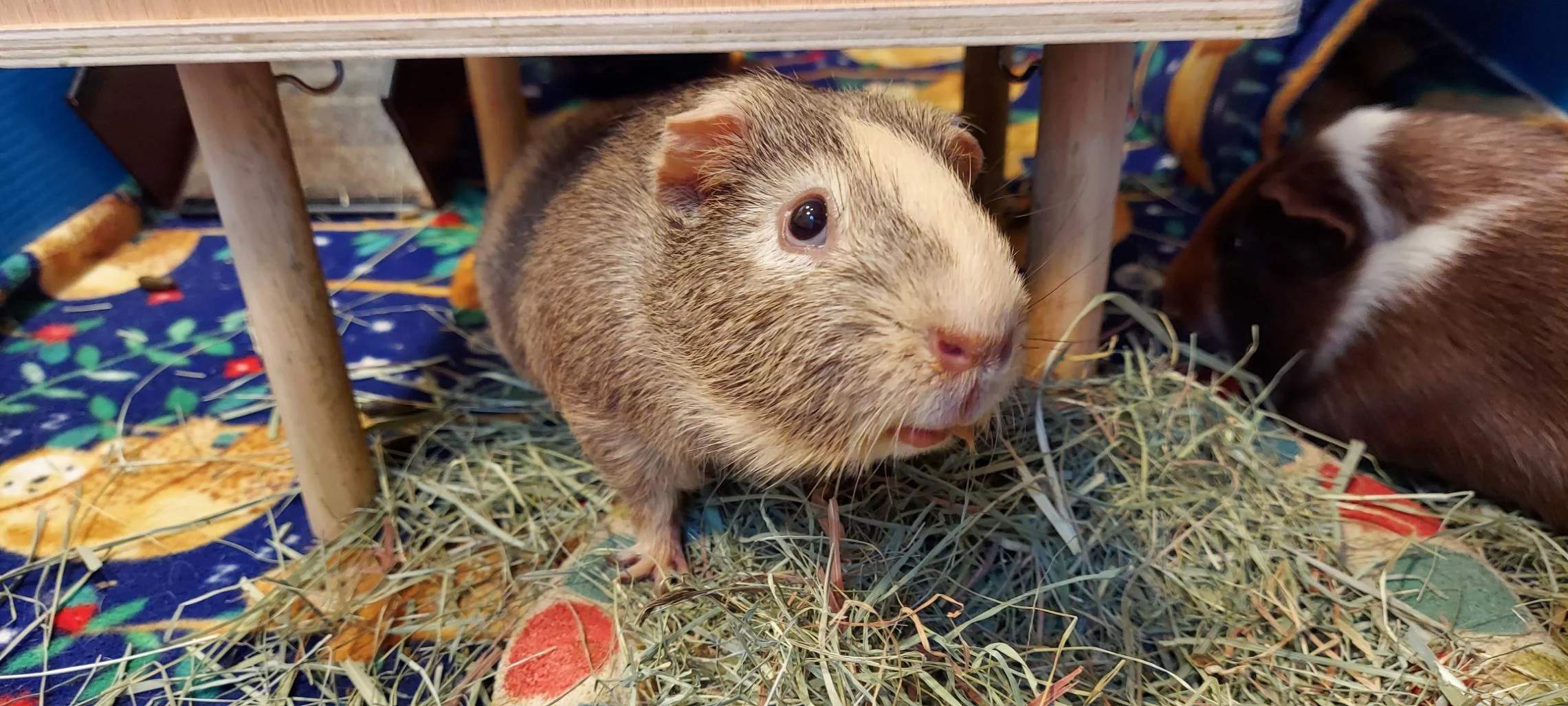 Front Page -Omlet Shop 67