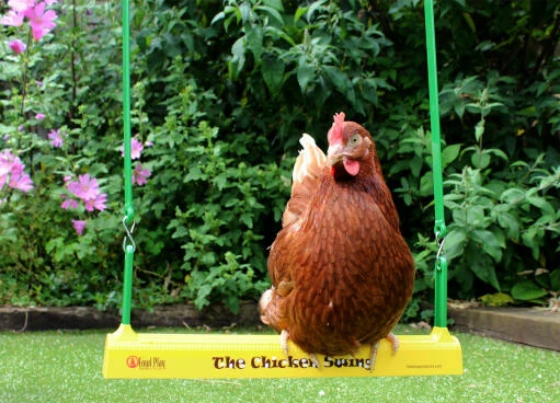The Chicken Swing 5 The Chicken Swing - Image 3