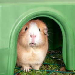 Zippi Guinea Pig Shelter - Purple 25 Zippi Guinea Pig Shelter - Purple -Omlet Shop GP Zippi Shelters Green P1233825 Square