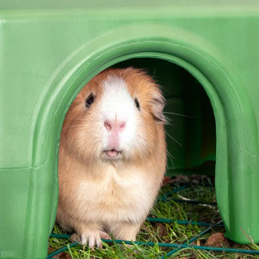 Zippi Guinea Pig Shelter - Purple 12 Zippi Guinea Pig Shelter - Purple - Image 10