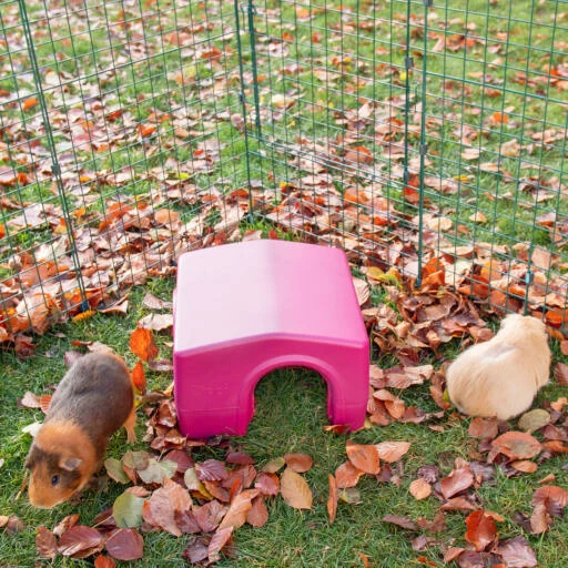 Zippi Guinea Pig Shelter - Purple 5 Zippi Guinea Pig Shelter - Purple - Image 3