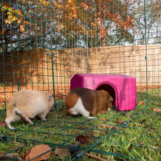 Zippi Guinea Pig Shelter - Green 7 Zippi Guinea Pig Shelter - Green - Image 5