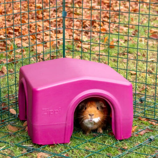 Zippi Guinea Pig Shelter - Purple 4 Zippi Guinea Pig Shelter - Purple - Image 2