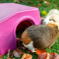 Zippi Guinea Pig Shelter - Purple 26 Zippi Guinea Pig Shelter - Purple -Omlet Shop Guinea pig shelter zippi play pen