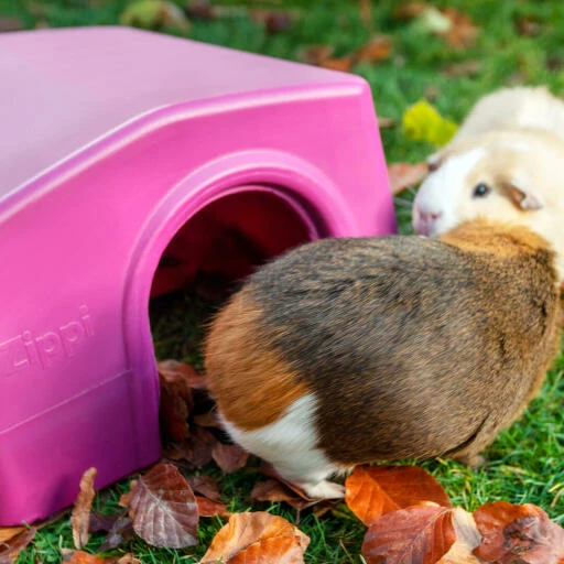 Zippi Guinea Pig Shelter - Purple 13 Zippi Guinea Pig Shelter - Purple - Image 11