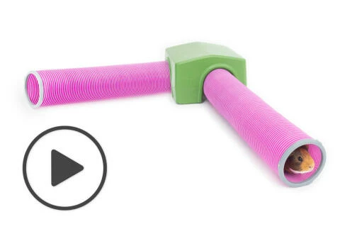 Zippi Guinea Pig Shelter With Play Tunnel Twin Pack - Green And Purple 3 Zippi Guinea Pig Shelter With Play Tunnel Twin Pack - Green And Purple