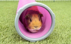 Zippi Guinea Pig Shelter With Play Tunnel - Purple 15 Zippi Guinea Pig Shelter With Play Tunnel - Purple -Omlet Shop Guinea pig tunnel fun