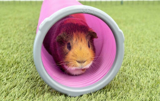 Zippi Guinea Pig Shelter With Play Tunnel - Purple 7 Zippi Guinea Pig Shelter With Play Tunnel - Purple - Image 6