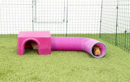 Zippi Guinea Pig Shelter With Play Tunnel - Purple 3 Zippi Guinea Pig Shelter With Play Tunnel - Purple - Image 2