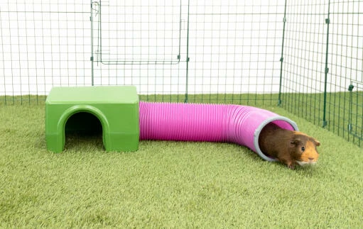 Zippi Guinea Pig Shelter With Play Tunnel - Green And Purple 4 Zippi Guinea Pig Shelter With Play Tunnel - Green And Purple - Image 2