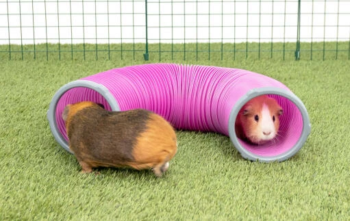 Zippi Guinea Pig Shelter With Play Tunnel Twin Pack - Purple 5 Zippi Guinea Pig Shelter With Play Tunnel Twin Pack - Purple - Image 3