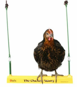 The Chicken Swing 16 The Chicken Swing -Omlet Shop Miss pepperpot chicken on chicken swing face on white background