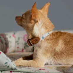 Dog Collar Medium - Morning Meadow 9 Dog Collar Medium - Morning Meadow -Omlet Shop Omlet dog collar morning meadow small chihuahua 4