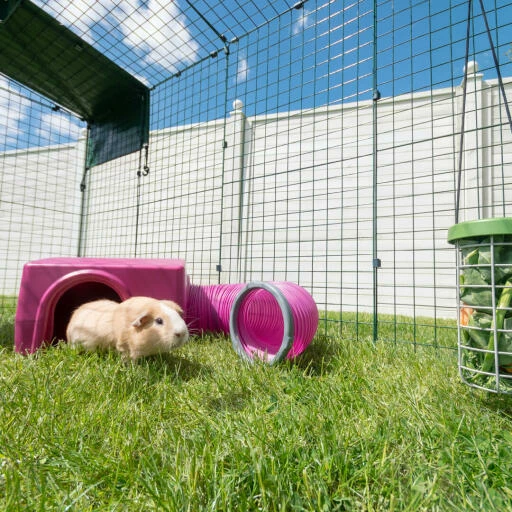 Zippi Guinea Pig Shelter - Green 14 Zippi Guinea Pig Shelter - Green - Image 12