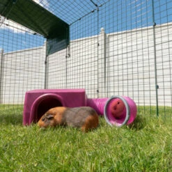 Zippi Guinea Pig Shelter - Purple 29 Zippi Guinea Pig Shelter - Purple -Omlet Shop P1288906 X079 Zippi Shelter Square