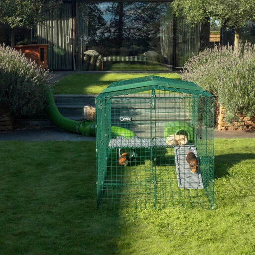 Zippi Guinea Pig Platforms - 2 Panels With Purple Shelter 5 Zippi Guinea Pig Platforms - 2 Panels With Purple Shelter - Image 3