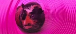 Zippi Guinea Pig Shelter With Play Tunnel - Purple 17 Zippi Guinea Pig Shelter With Play Tunnel - Purple -Omlet Shop ZIPPI GUINEA PIG