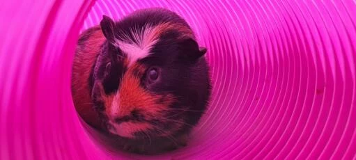 Zippi Guinea Pig Shelter With Play Tunnel - Purple 9 Zippi Guinea Pig Shelter With Play Tunnel - Purple - Image 8