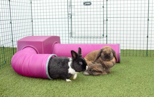 Zippi Rabbit Shelter With Play Tunnel Twin Pack - Purple 4 Zippi Rabbit Shelter With Play Tunnel Twin Pack - Purple - Image 2