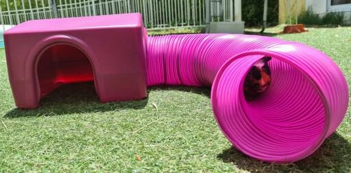 Zippi Guinea Pig Shelter With Play Tunnel Twin Pack - Purple 8 Zippi Guinea Pig Shelter With Play Tunnel Twin Pack - Purple - Image 6