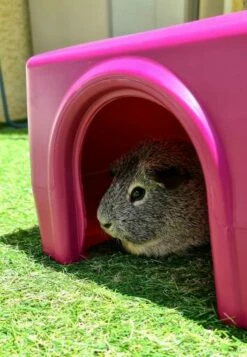 Zippi Guinea Pig Shelter - Purple 23 Zippi Guinea Pig Shelter - Purple -Omlet Shop Zippi Shelter pink