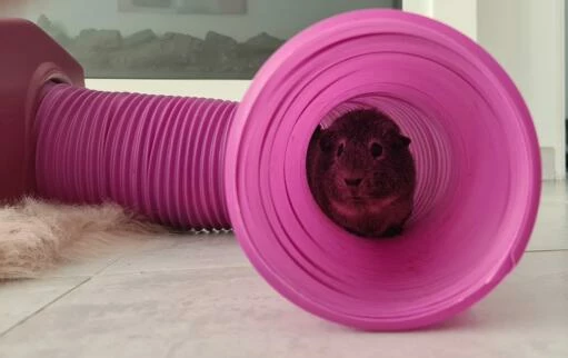 Zippi Guinea Pig Shelter With Play Tunnel Twin Pack - Purple 10 Zippi Guinea Pig Shelter With Play Tunnel Twin Pack - Purple - Image 8