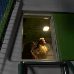 Coop Light - Automatic Chicken Coop Door 13 Coop Light - Automatic Chicken Coop Door -Omlet Shop chicken coop light eglu cube