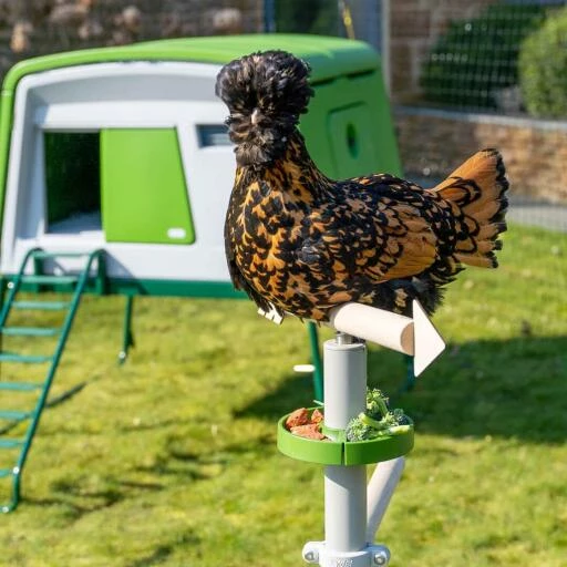 Freestanding Chicken Perch - Perching Pleasure Kit 4 Freestanding Chicken Perch - Perching Pleasure Kit - Image 2