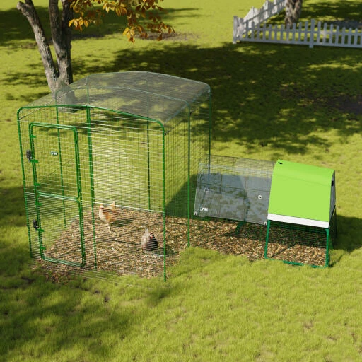 Clear Chicken Run Cover - 6ft X 6ft 3 Clear Chicken Run Cover - 6ft X 6ft