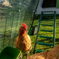 Clear Run Cover For Eglu Go UP - Full Run 23 Clear Run Cover For Eglu Go UP - Full Run -Omlet Shop eglu go up chicken coop run clear cover and feeder omlet