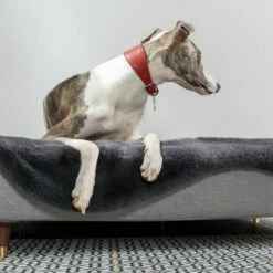 Topology - Sheepskin Topper - Smokey Grey - Large -Omlet Shop greyhound laying in the luxury customisable topology dog bed with grey sheepskin topper omlet