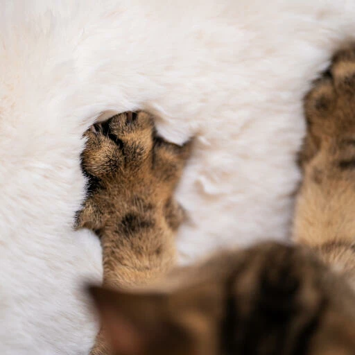 Luxury Faux Sheepskin Cat Blanket - Medium 6 Luxury Faux Sheepskin Cat Blanket - Medium - Image 4