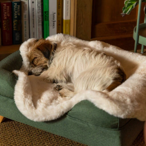 Luxury Faux Sheepskin Dog Blanket - Large 3 Luxury Faux Sheepskin Dog Blanket - Large