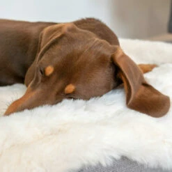 Topology - Sheepskin Topper - White - Large -Omlet Shop topology dog bed sheepskin topper memory foam