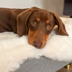 Topology - Sheepskin Topper - White - Small -Omlet Shop topology dog bed sheepskin topper memory foam luxury