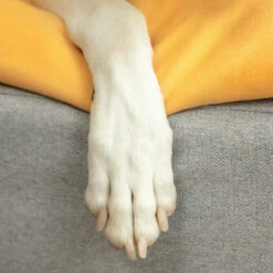 Topology - Beanbag Topper - Yellow - Small 17 Topology - Beanbag Topper - Yellow - Small -Omlet Shop topology memory foam dog bed beanbag topper