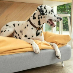 Topology - Beanbag Topper - Yellow - Medium -Omlet Shop topology memory foam dog bed with beanbag topper omlet 2
