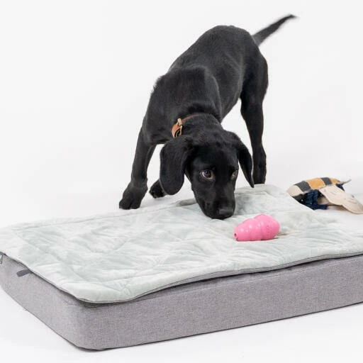 Topology Puppy Bed With Free Extra Topper - Large 12 Topology Puppy Bed With Free Extra Topper - Large - Image 10